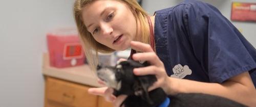 Centre student interning with a veterinarian